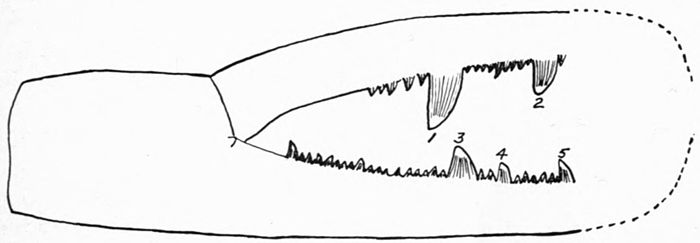 Eurypterids of the Devonian Holland Quarry Shale of Ohio figure 38.jpg