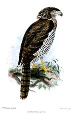 Thumbnail for Madagascar serpent eagle