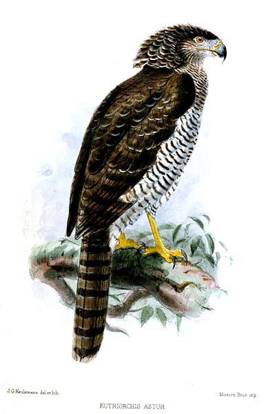 File:EutriorchisAsturKeulemans.jpg