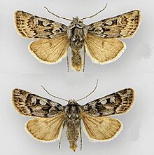 Euxoa churchillensis mužjak (gore) žensko (dolje) .JPG