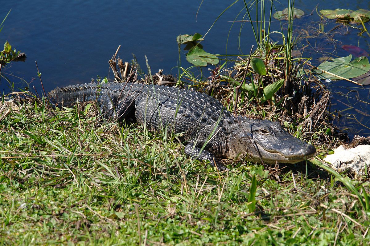 File:Everglades Alligator1.jpg - Wikipedia
