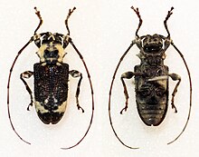 Exalphus malleri (10885573756) .jpg