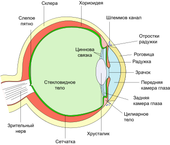 https://upload.wikimedia.org/wikipedia/commons/thumb/7/70/Eye_scheme_ru_%282%29.svg/350px-Eye_scheme_ru_%282%29.svg.png