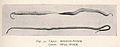 FMIB 38504 Ribbon-Worm (Upper); Opal-Worm (Lower).jpeg