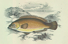 Centrolabrus exoletus