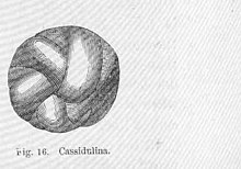 FMIB 50024 Cassidulina.jpeg