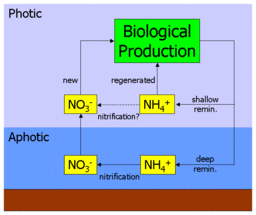 Diagram of new and regenerated production but including photic zone nitrification. By providing an additional source of surface nitrate, this disrupts the original inferred link between the f-ratio and export production. F ratio diagram 2.gif