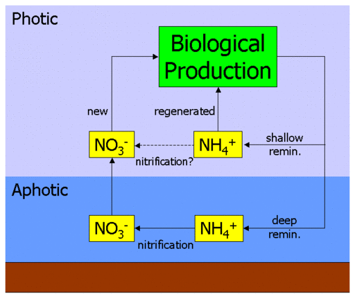 Chart indicating the question of nitrification and the aphotic zone
