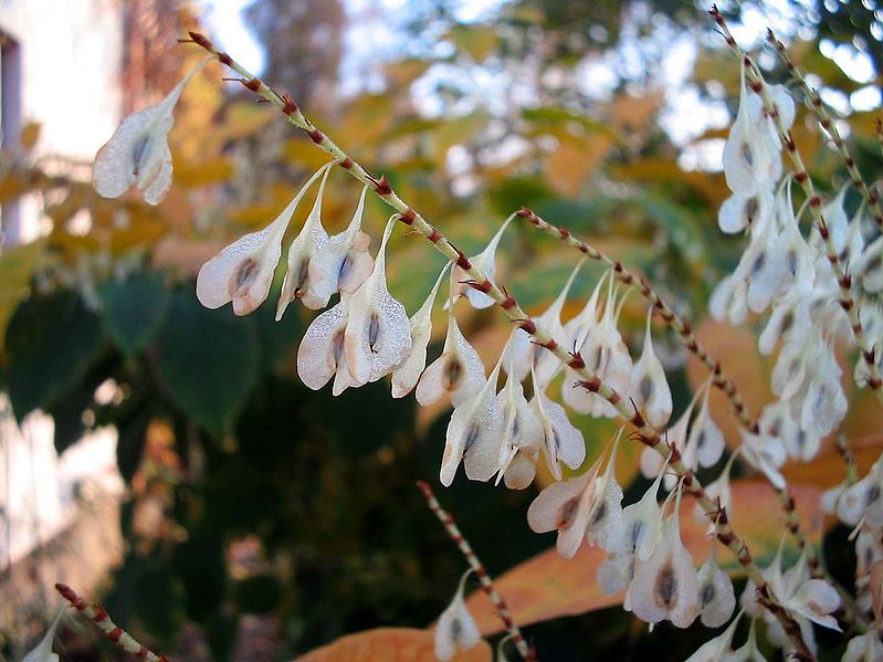 File:Fallopia-japonica(Fruechte).jpg