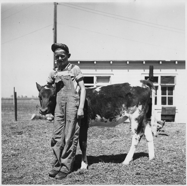 File:Farmsteader's son with prize 4H club calf - NARA - 196408.tif