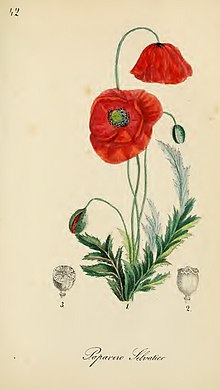 Papaver rhoeas L. Felice Cassone00.jpg