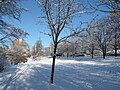 Winter im Park, Januar 2009