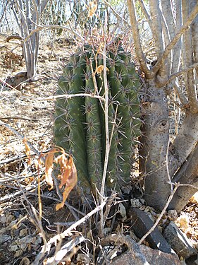 Plant growing in El Triunfo, Baja California Sur