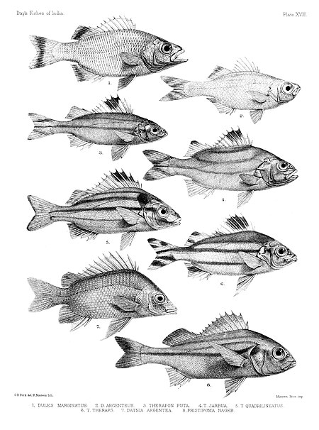 Tập_tin:Fishes_of_India._Atlas._Plate_XVIII.jpg