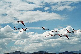 Vol de flamants roses, au Kenya.