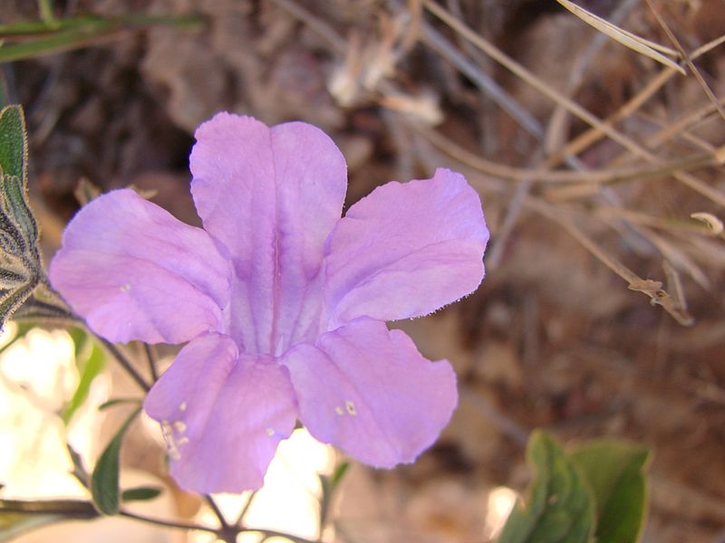 File:Flickr - João de Deus Medeiros - Ruellia incomta.jpg