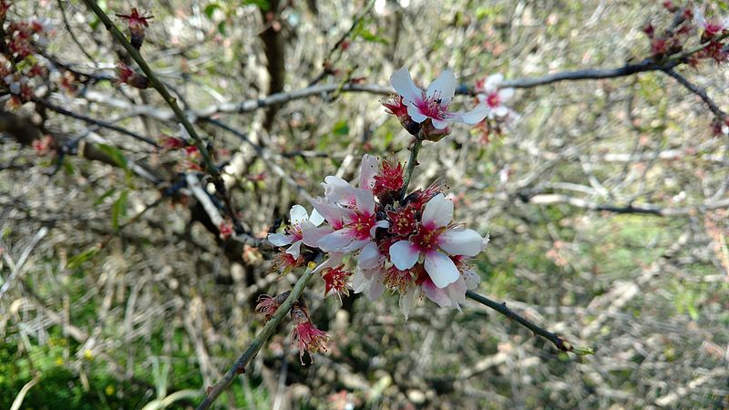 File:Flor de Prunus dulcis en Tejeda.jpg