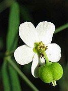 Euphorbia pubentissima