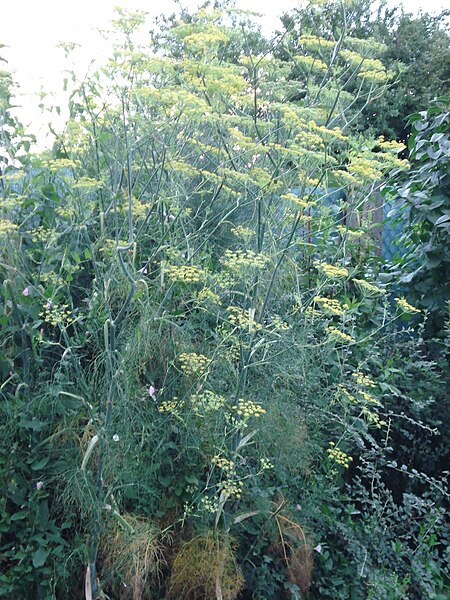 File:Foeniculum vulgare 4.jpg