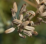 Fennel seeds