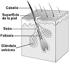 Foliculo Piloso Wikipedia La Enciclopedia Libre