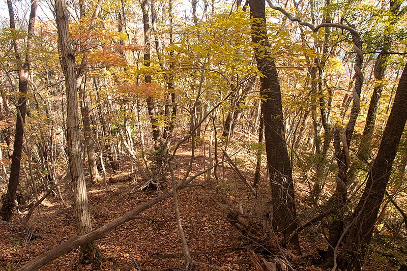 File:Forest in Mt.Nabeashi 13.jpg