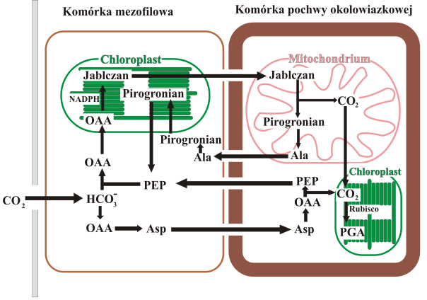 File:Fotosynteza c4 PEP-CK.svg