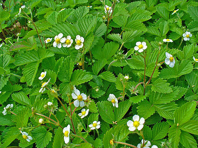 Fragaria vesca