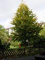 Frankfurt-Bockenheim ehemaliges Schanzen­bach-Gelände, Innenhof