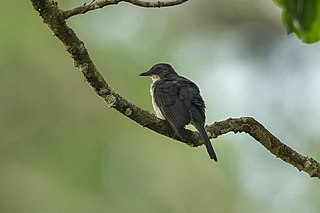 Frasers forest flycatcher Species of bird