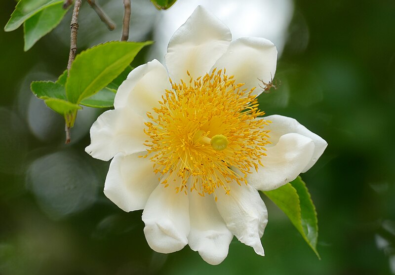 File:Fried-egg Flower (Oncoba spinosa) (46718833152).jpg