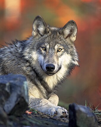 Front view of a resting Canis lupus ssp., From WikimediaPhotos