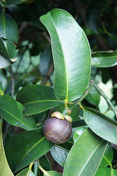 File:Fruit of mangoesteen (Garcinia mangostana).JPG