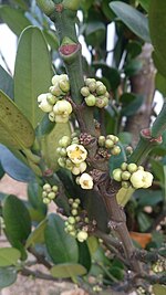 Fukugi Tree (Garcinia subelliptica) 1.jpg