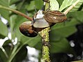 Gastropods land snails mating by Raju Kasambe DSCN7215 09.jpg