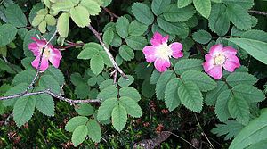 Rosa pendulina