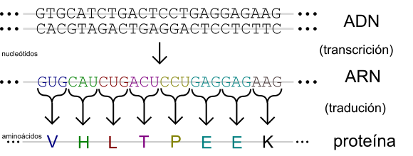 File:Genetic code-gl.svg