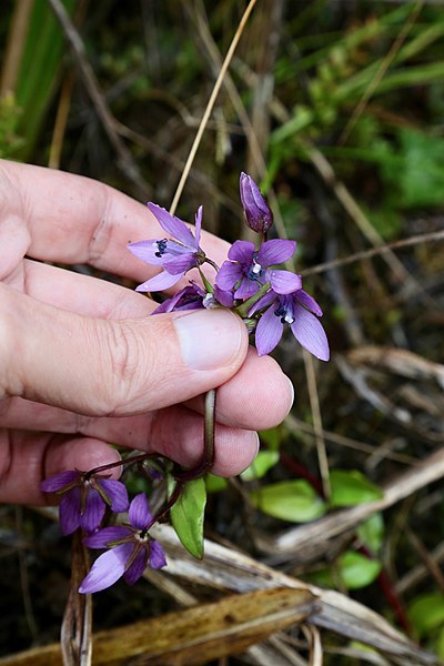 File:Gentianella rapunculoides (Gentianaceae) (49493073158).jpg