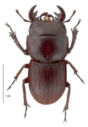 Geodorcus helmsi m d.tif