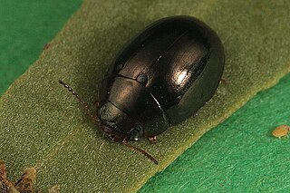 <i>Geomela</i> Genus of beetles