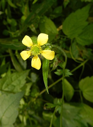 <i>Geum <span style="font-style:normal;">×</span> catlingii</i> Species of flowering plant