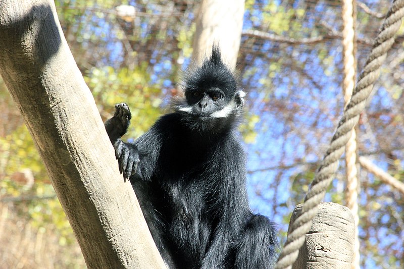 File:Gfp-francois-langur.jpg