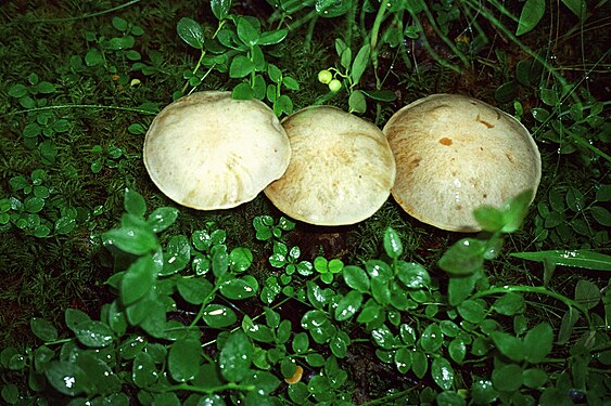 White birch bolete