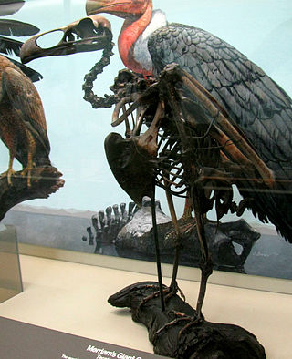 <span class="mw-page-title-main">Teratornithidae</span> Extinct family of birds