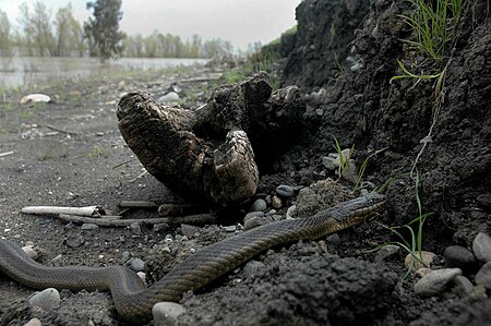 Tập_tin:Giant_Garter_Snake_2.jpg