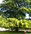 Giant Cypress tree in Tours - 45 meters.