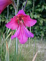 Gladiolus × byzantinus close-up