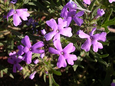 Glandularia bipinnatifida