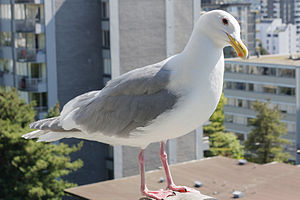 Glaucous-Winged Gull