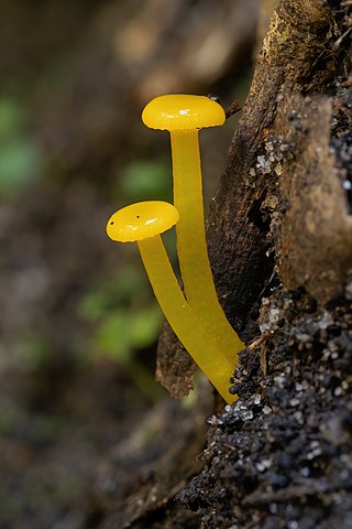 <i>Gliophorus chromolimoneus</i> Species of fungus